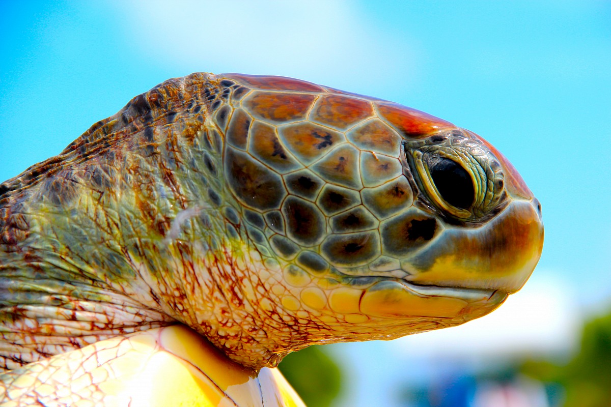 Turtle Cayman Islands
