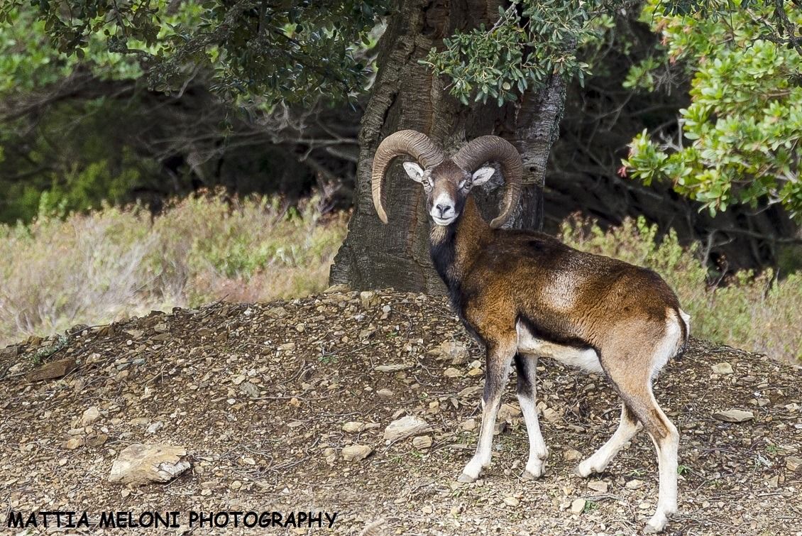 Muflone sardo - Ovis musimon