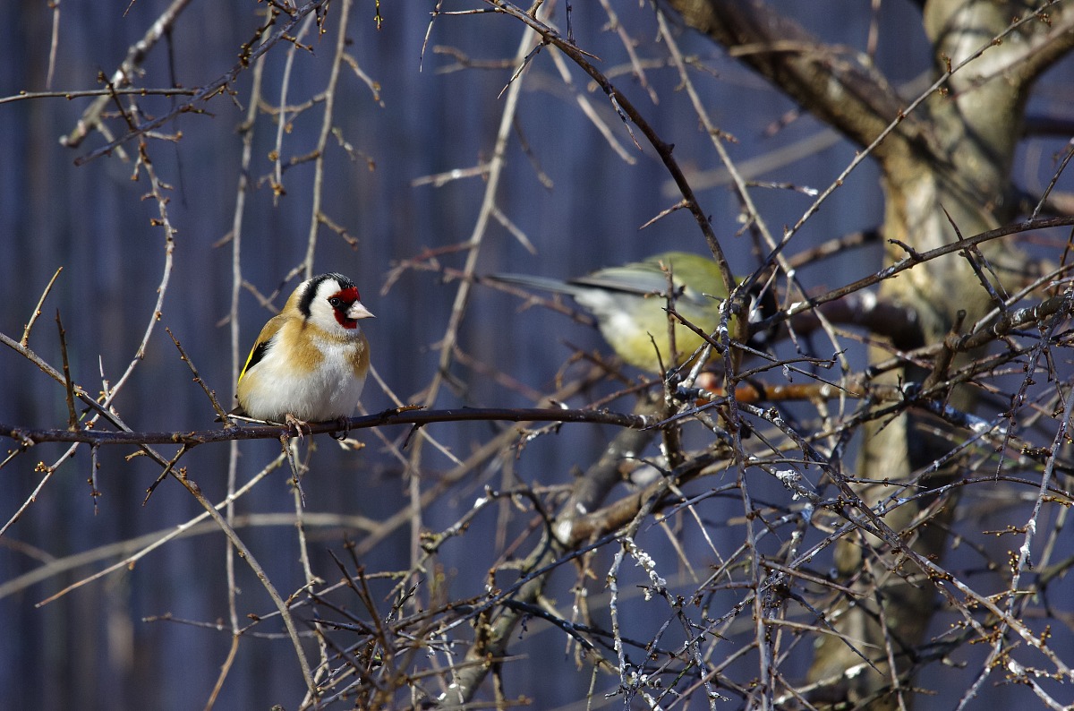 Goldfinch