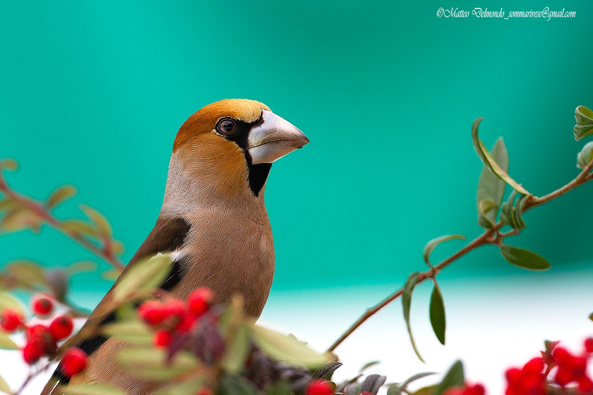 Hawfinch