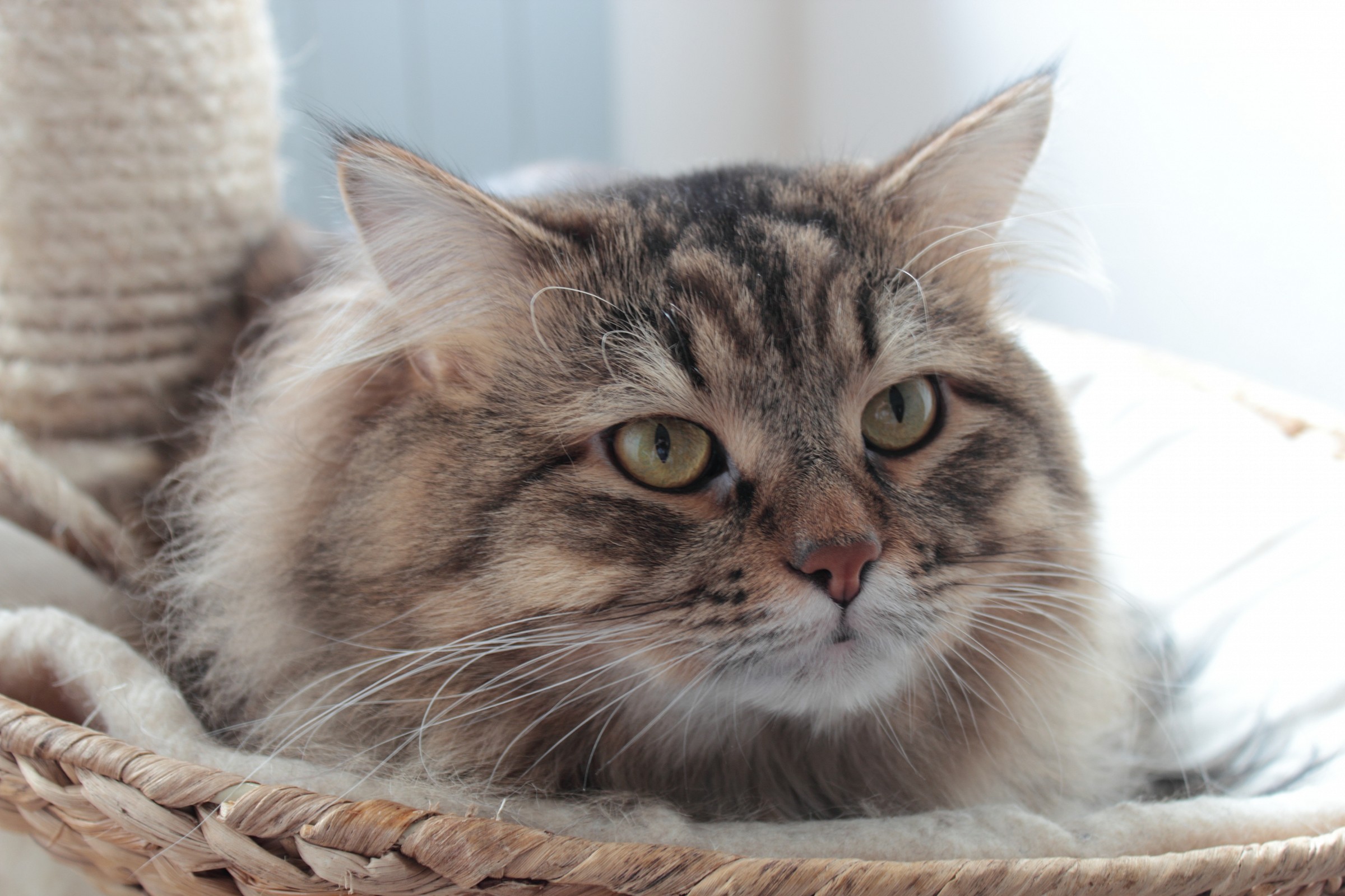 Ercole sul trespolo.....