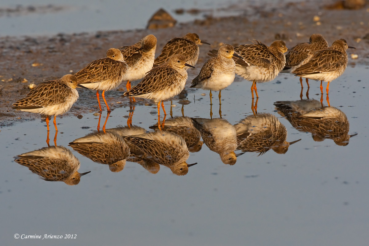 Combattenti a riposo