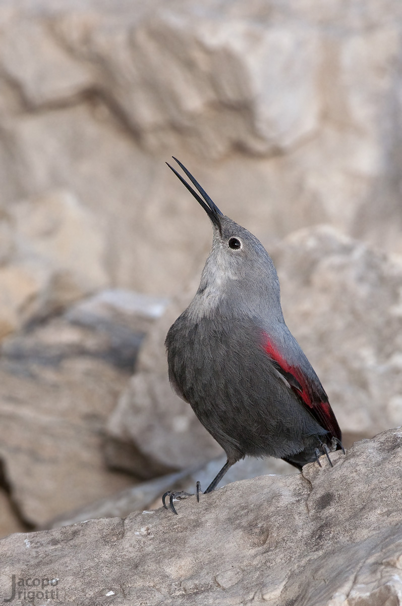First floor Wallcreeper