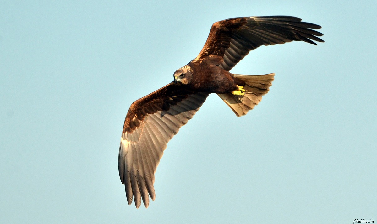 the first Falcon 2015