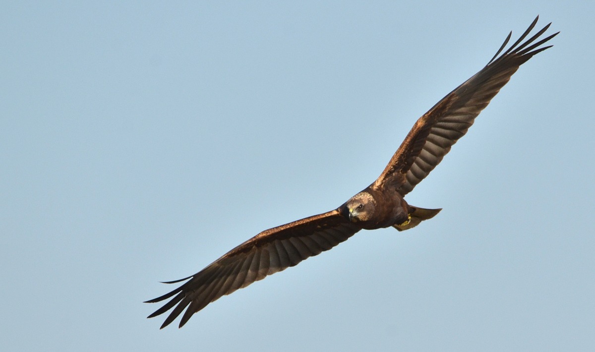 marsh harrier