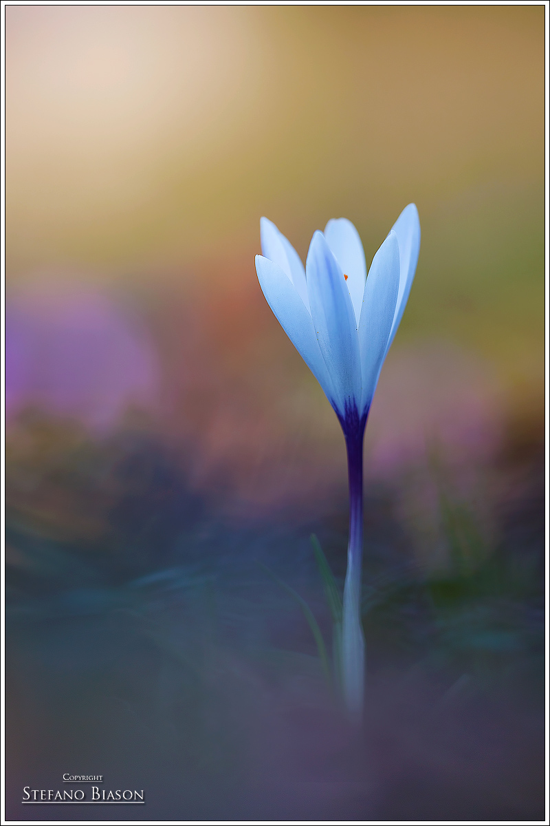 Crocus