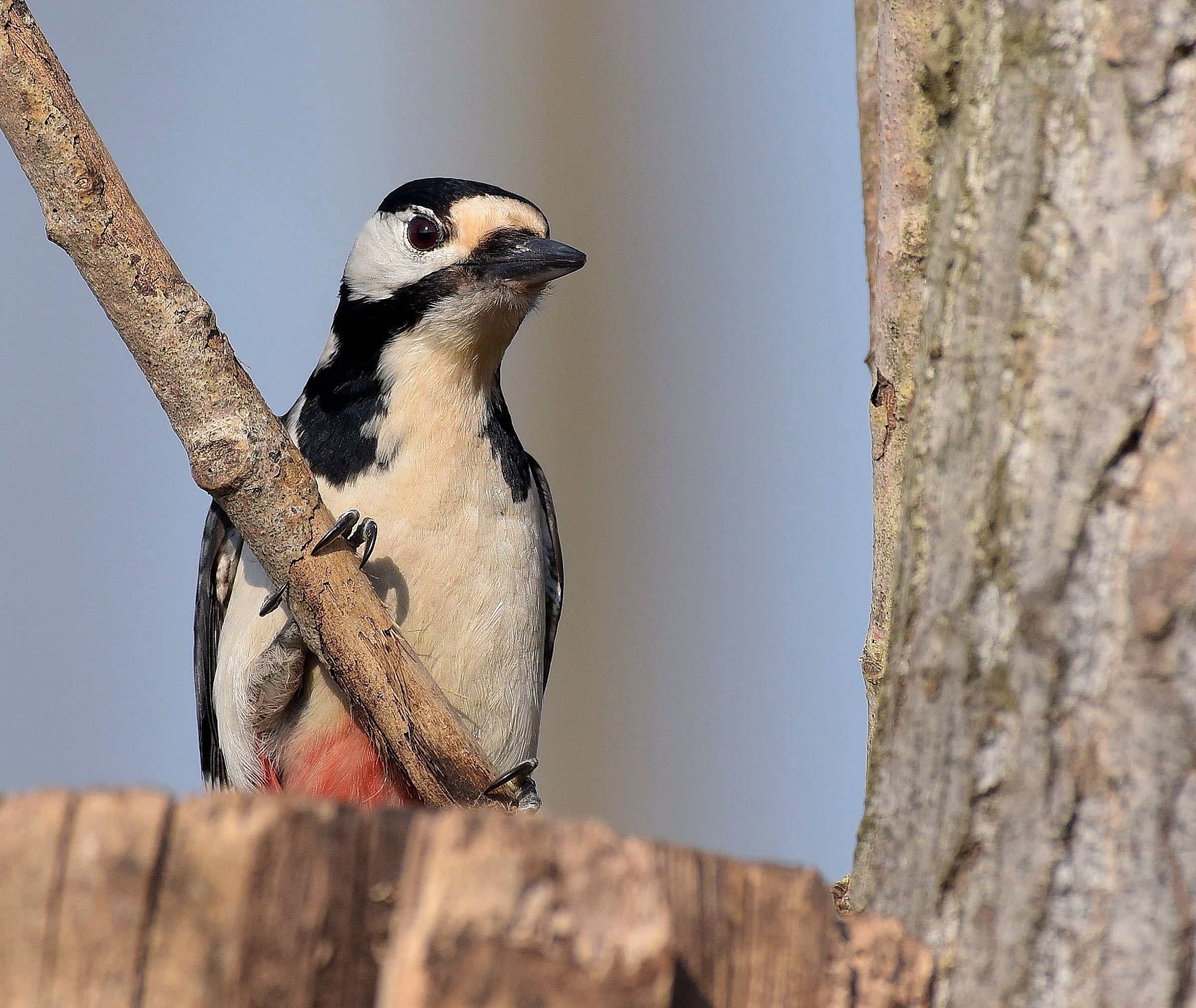 Picchio Rosso Maggiore!