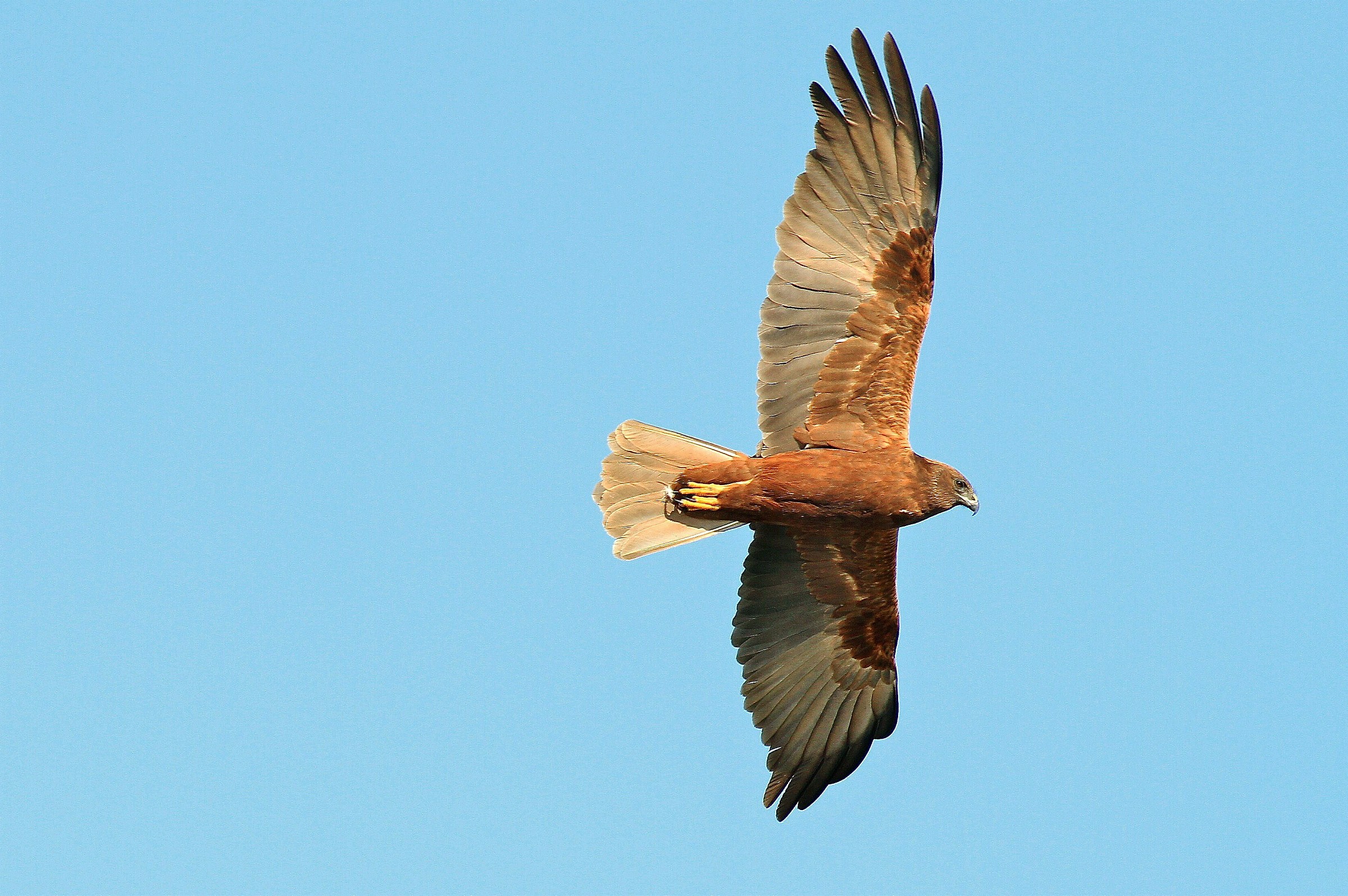 marsh harrier