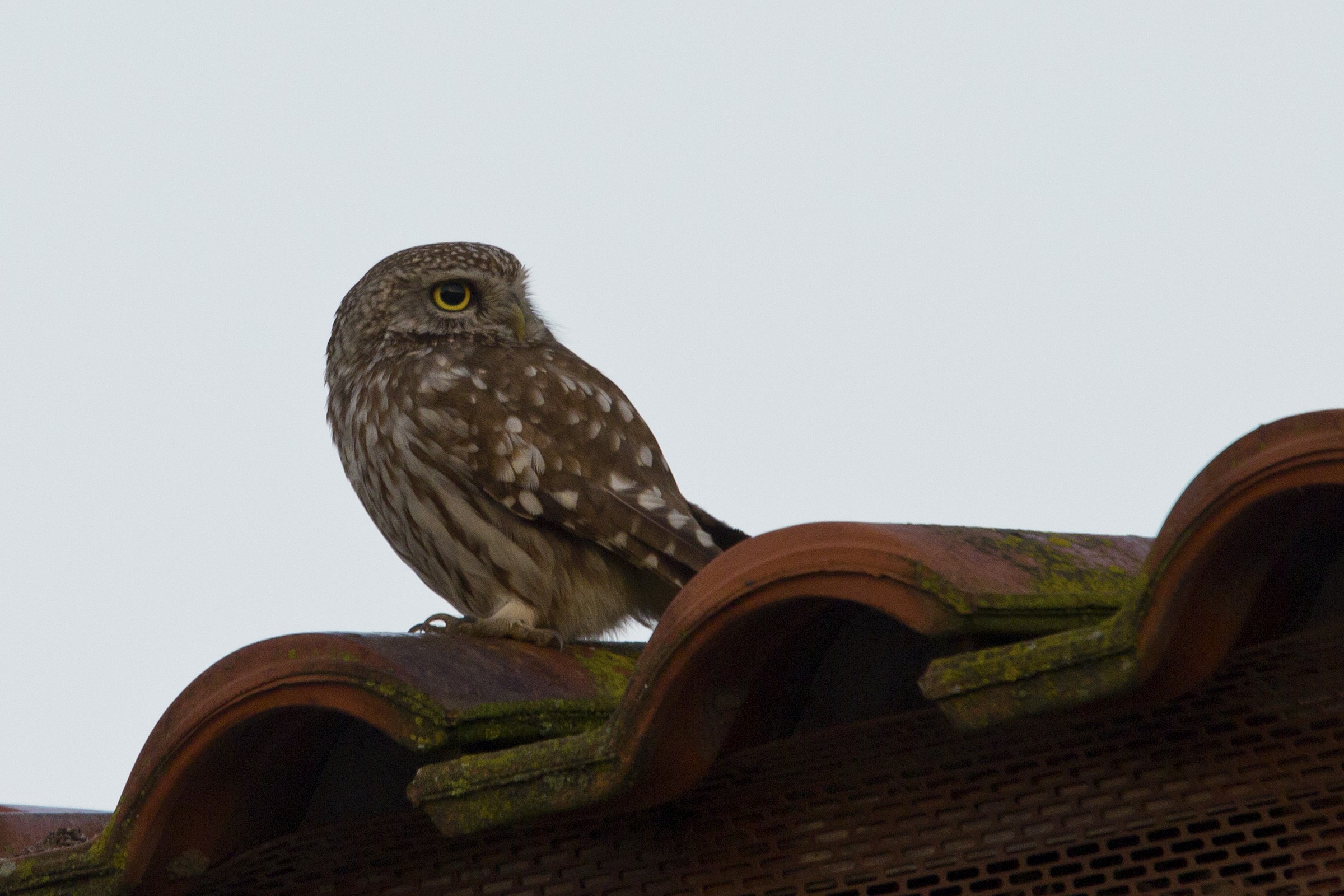an owl on the roof