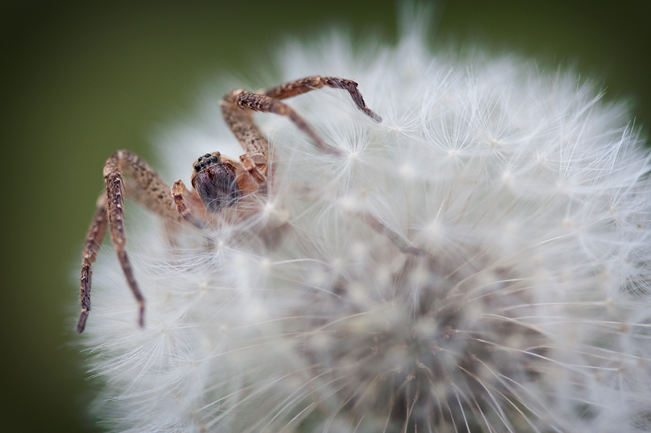 The flower and the spider ...