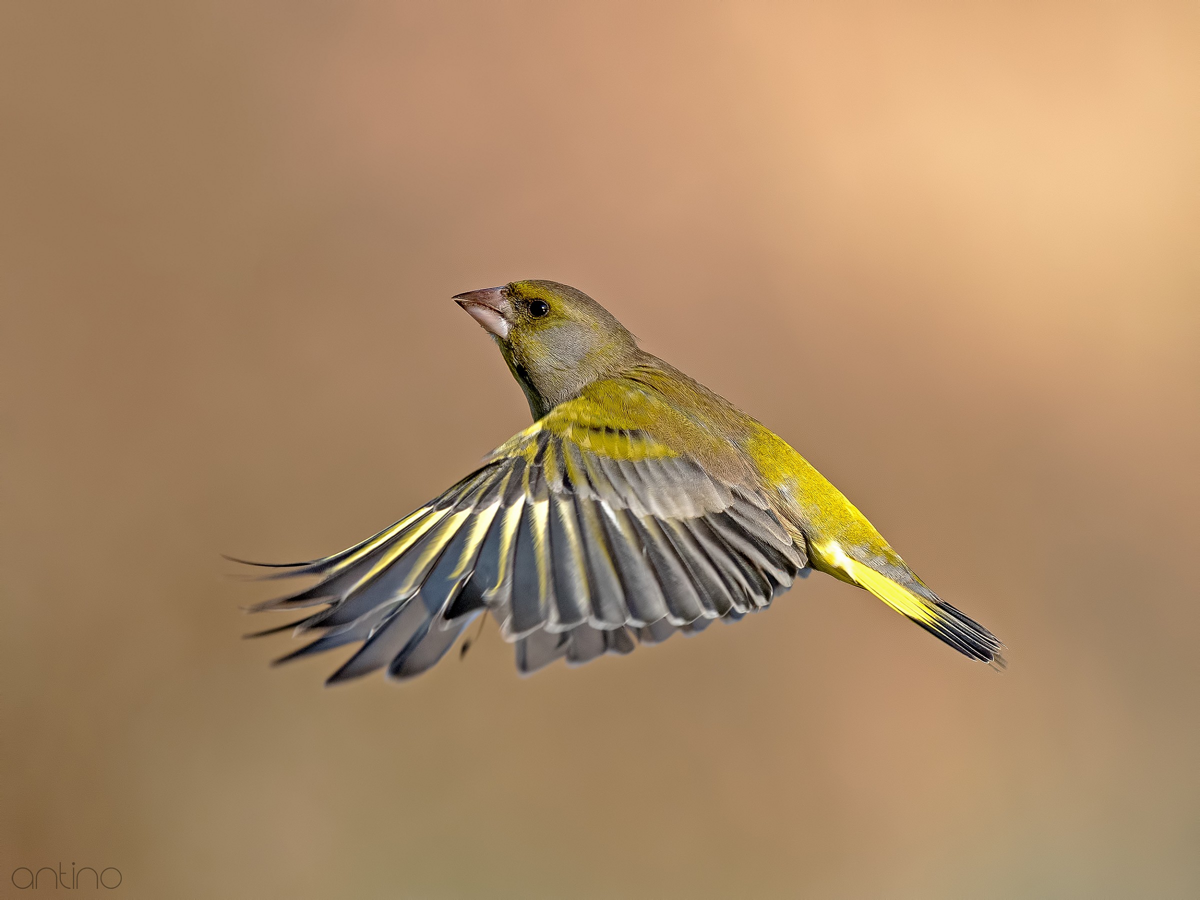 A greenfinch