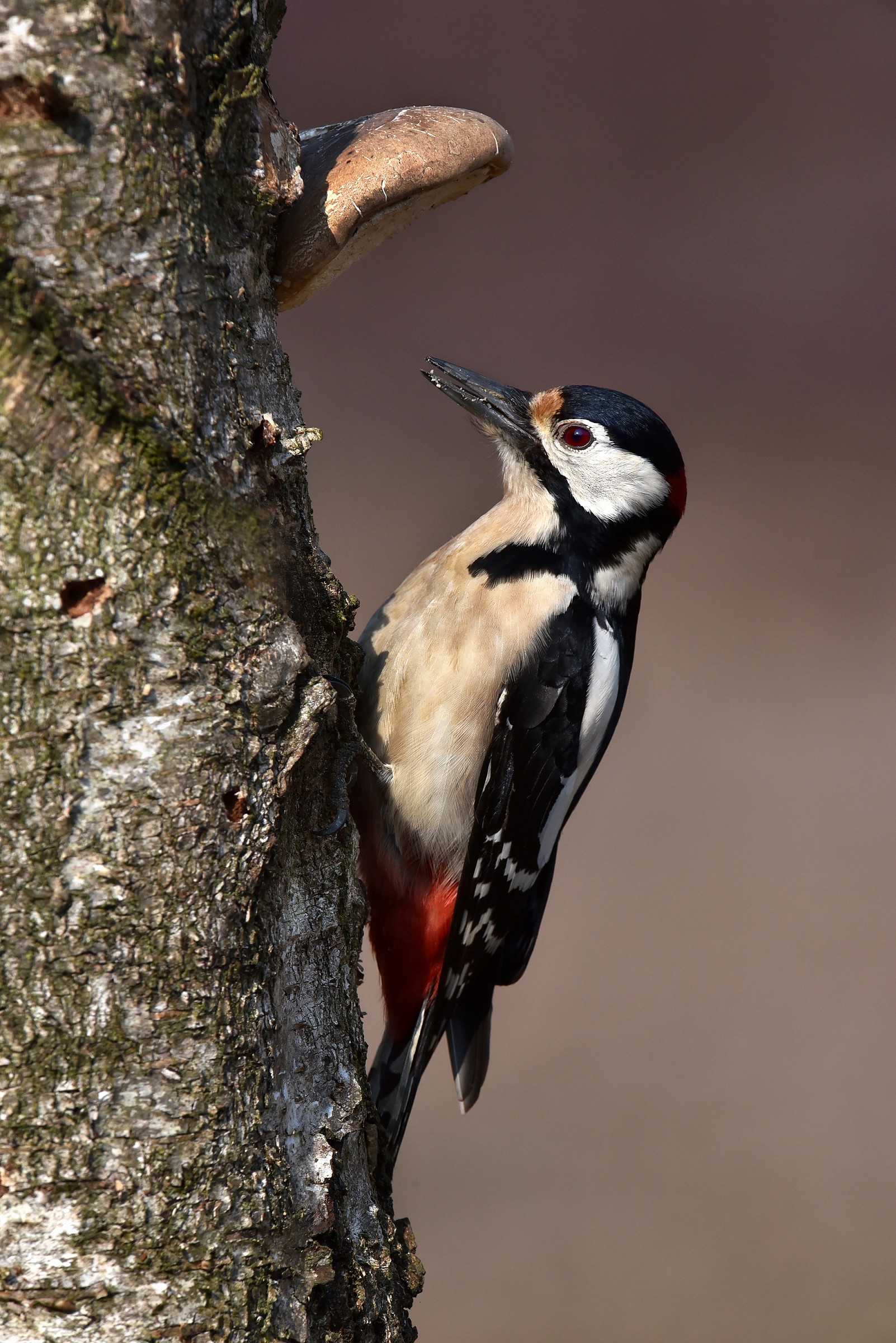 Woodpecker (Dendrocopos major)
