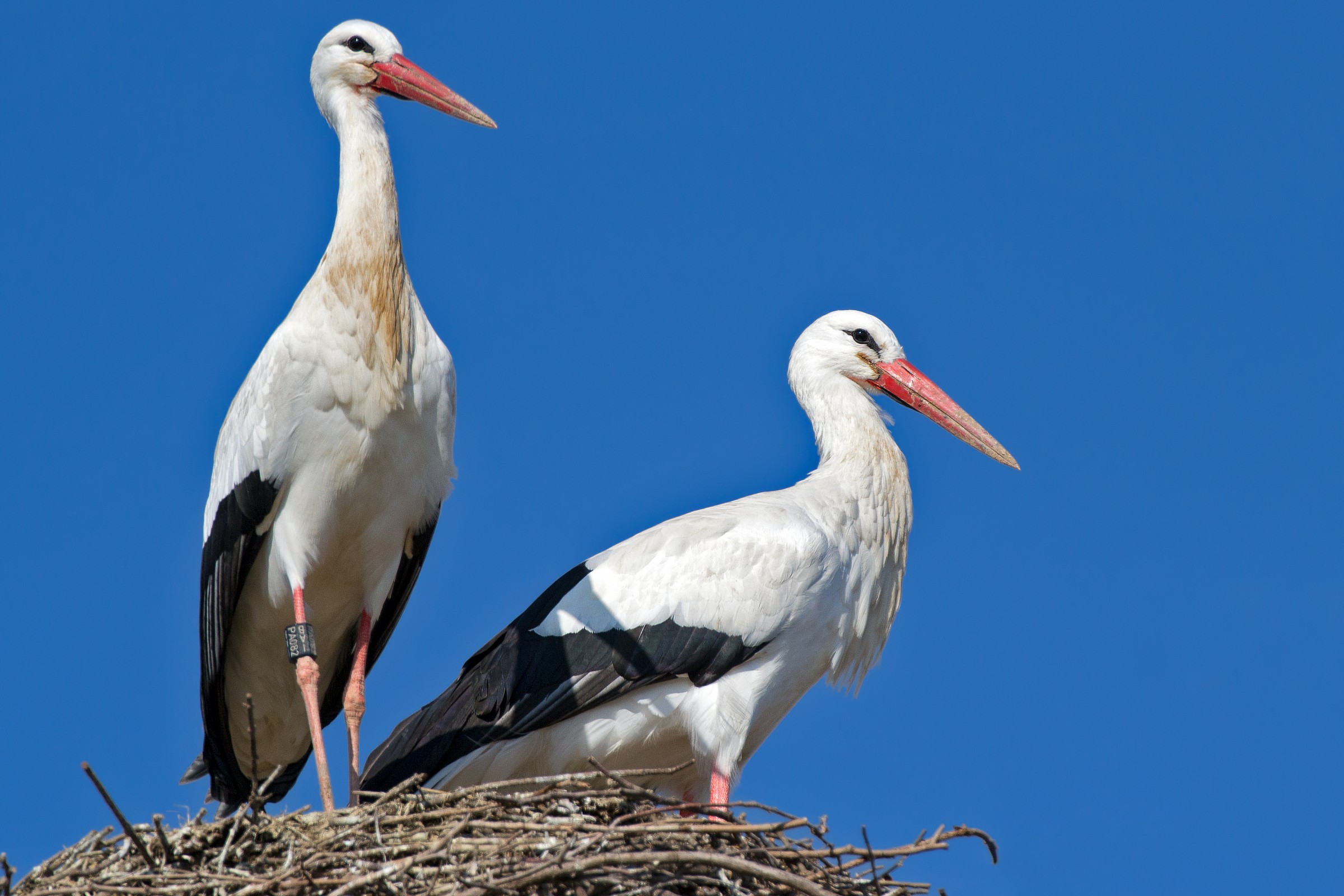 Storks in Fagagna 2