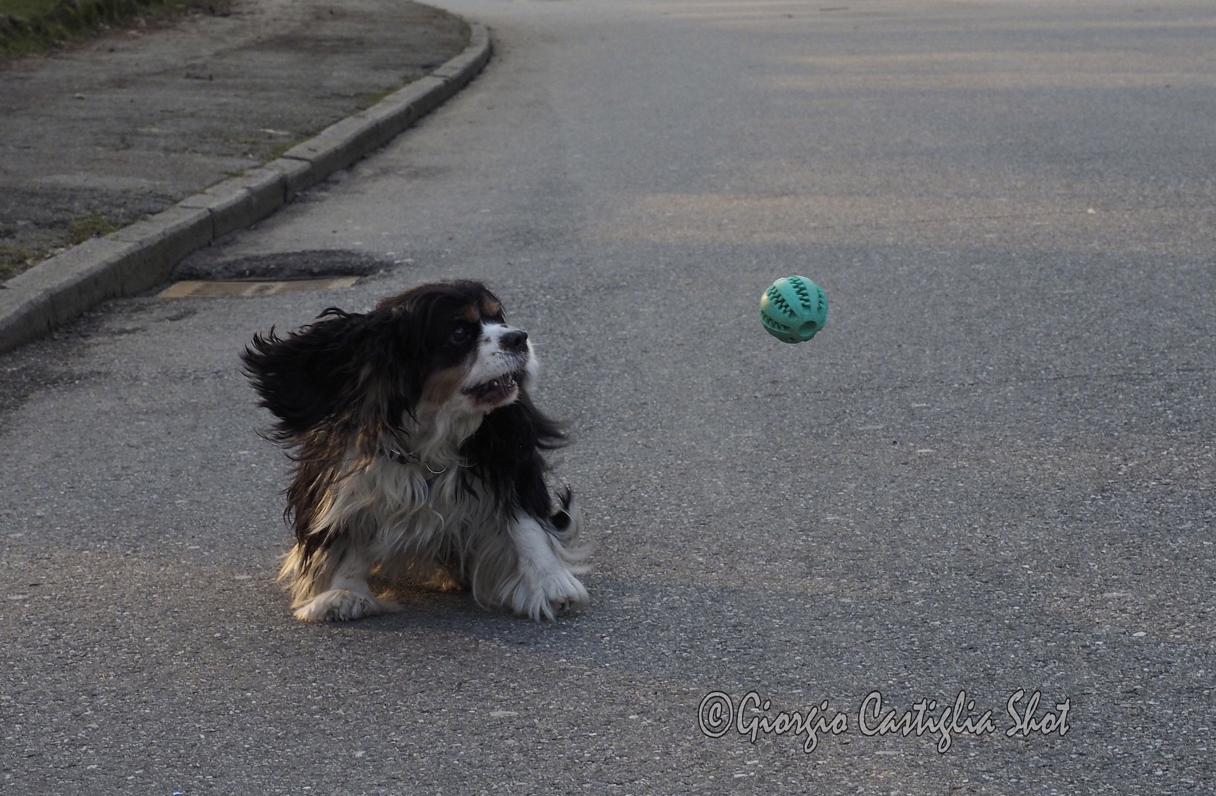 Playing with my little friend 1