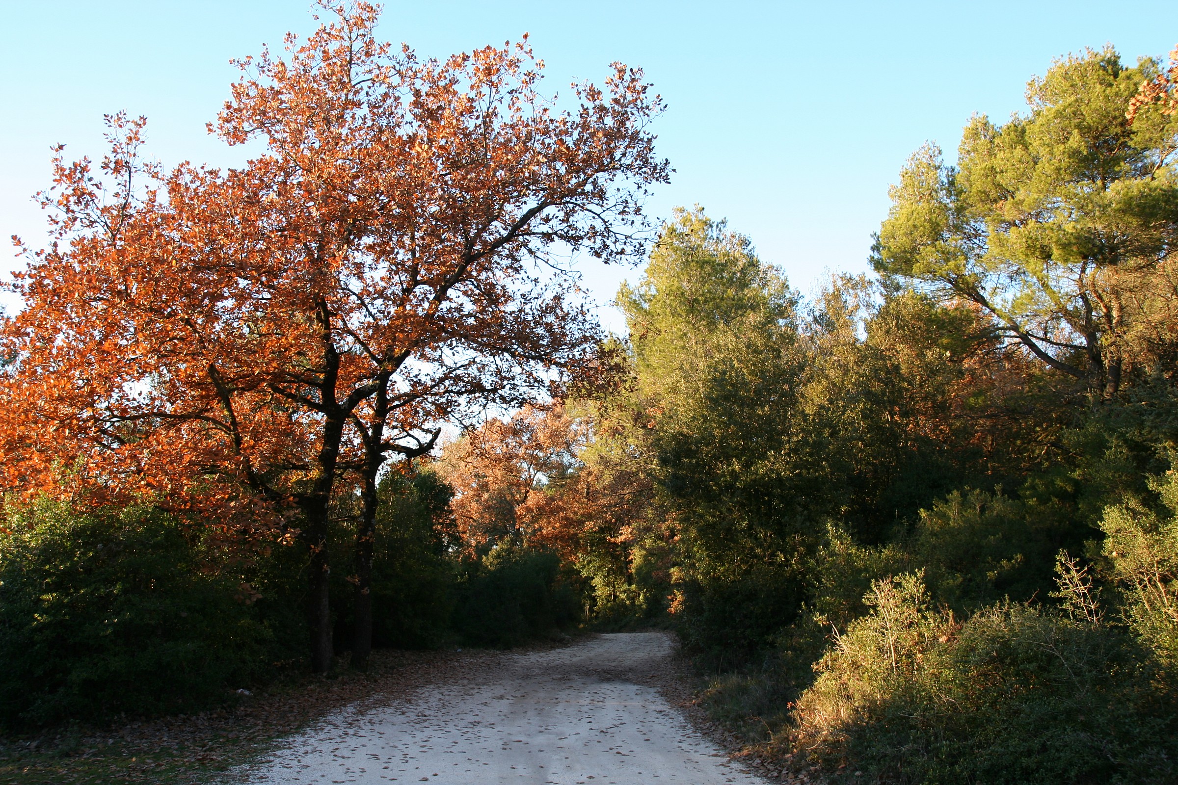 Narni, autumn trees