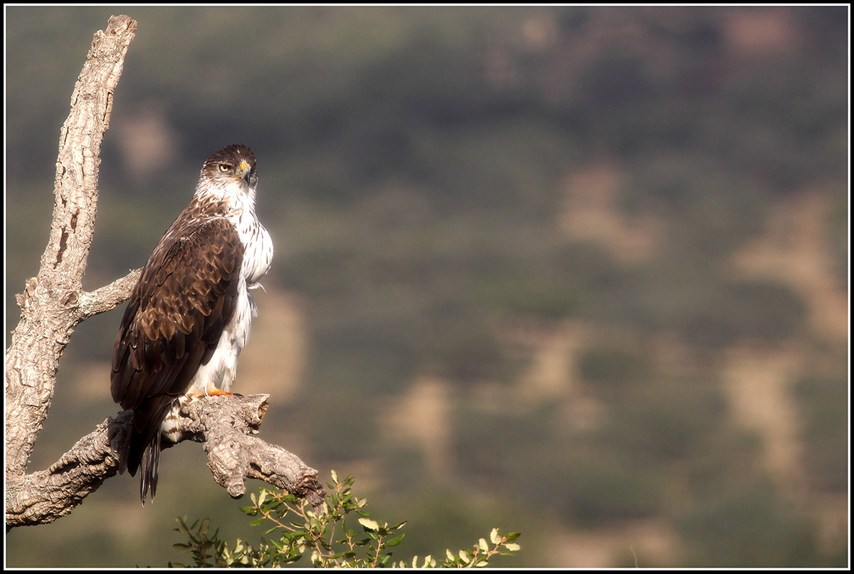 Femmina di aquila di bonelli