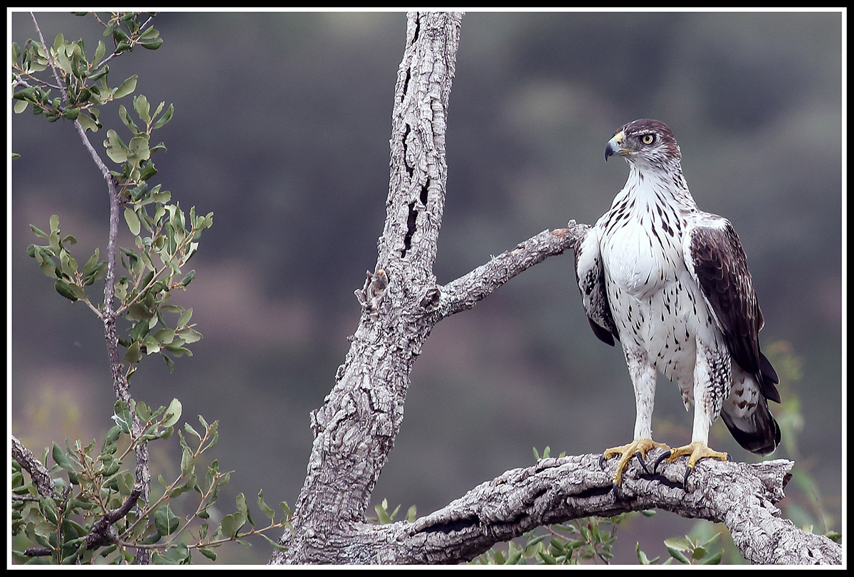 Maschio di aquila di bonelli