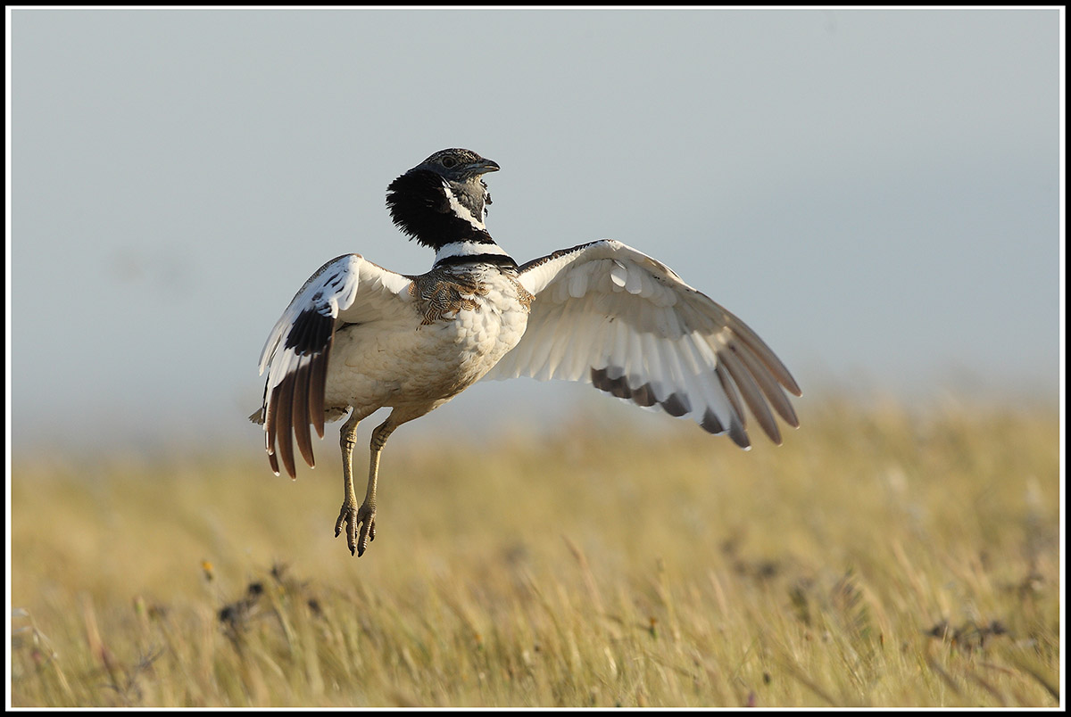 Gallina prataiola nel