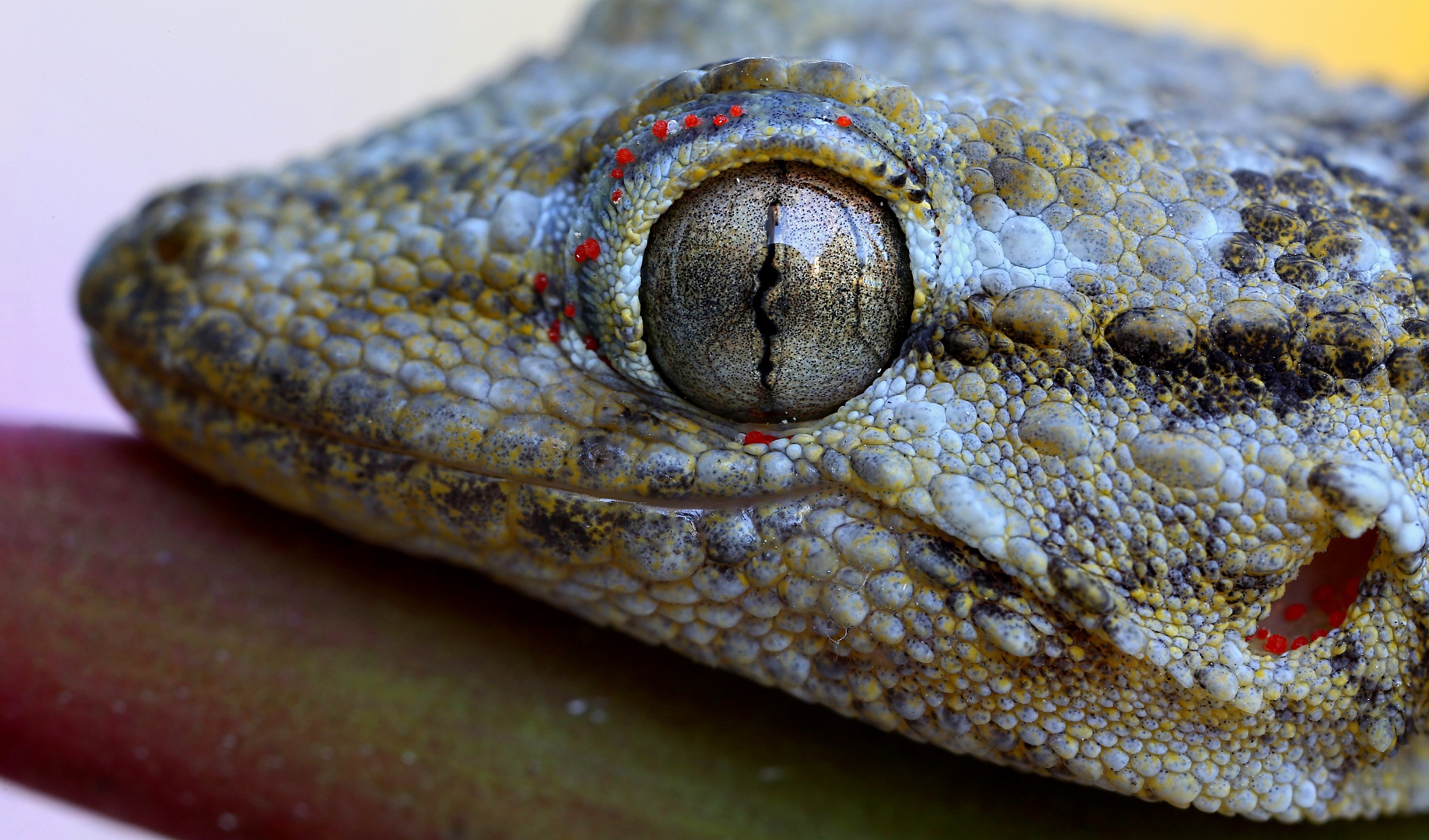 Ma il coccodrillo come fa...