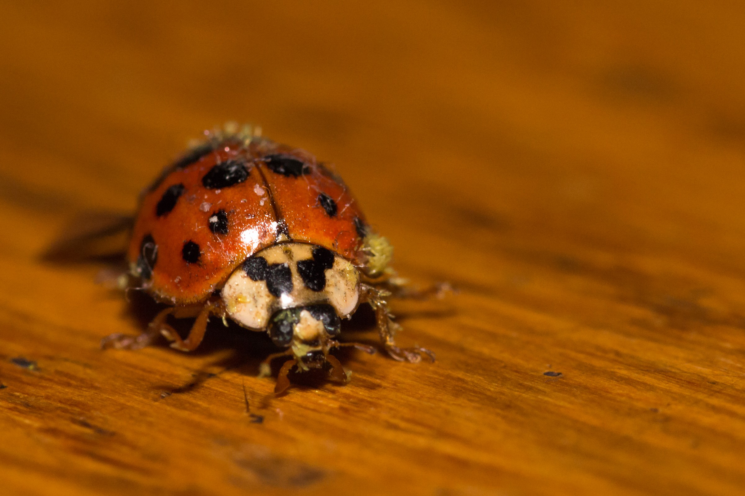 Ladybug