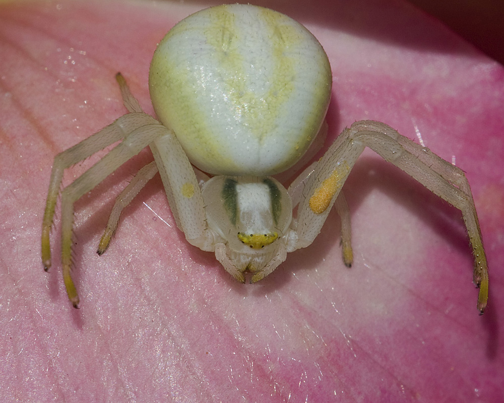 Tomiside bianco in atteggiamento di caccia