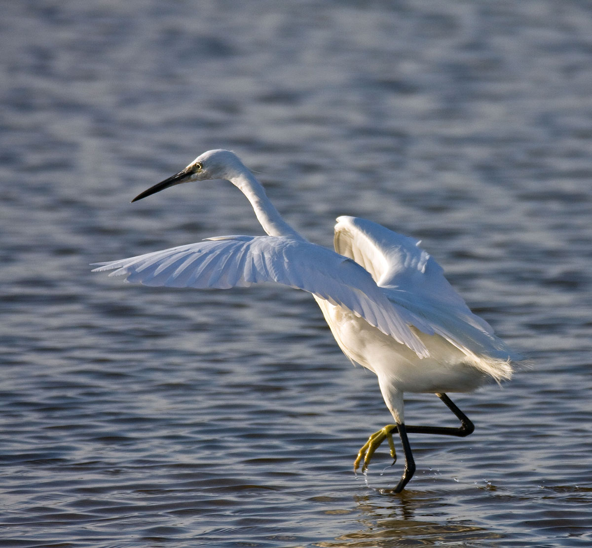 egret