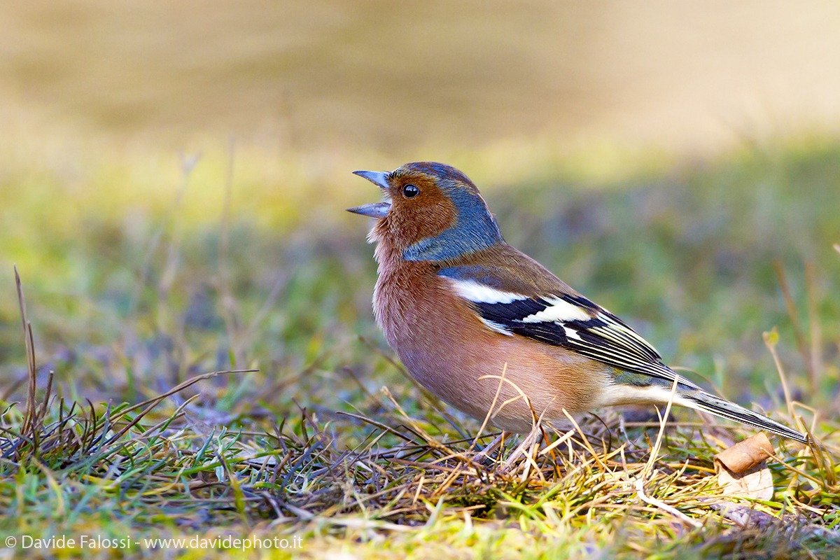 The song of Chaffinch