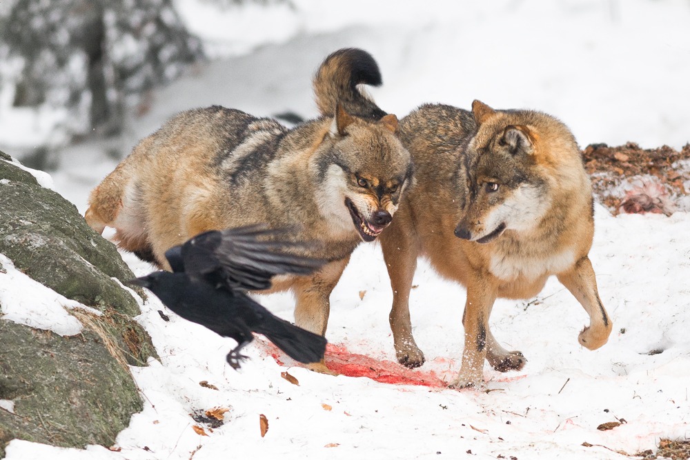 Wolves in the running