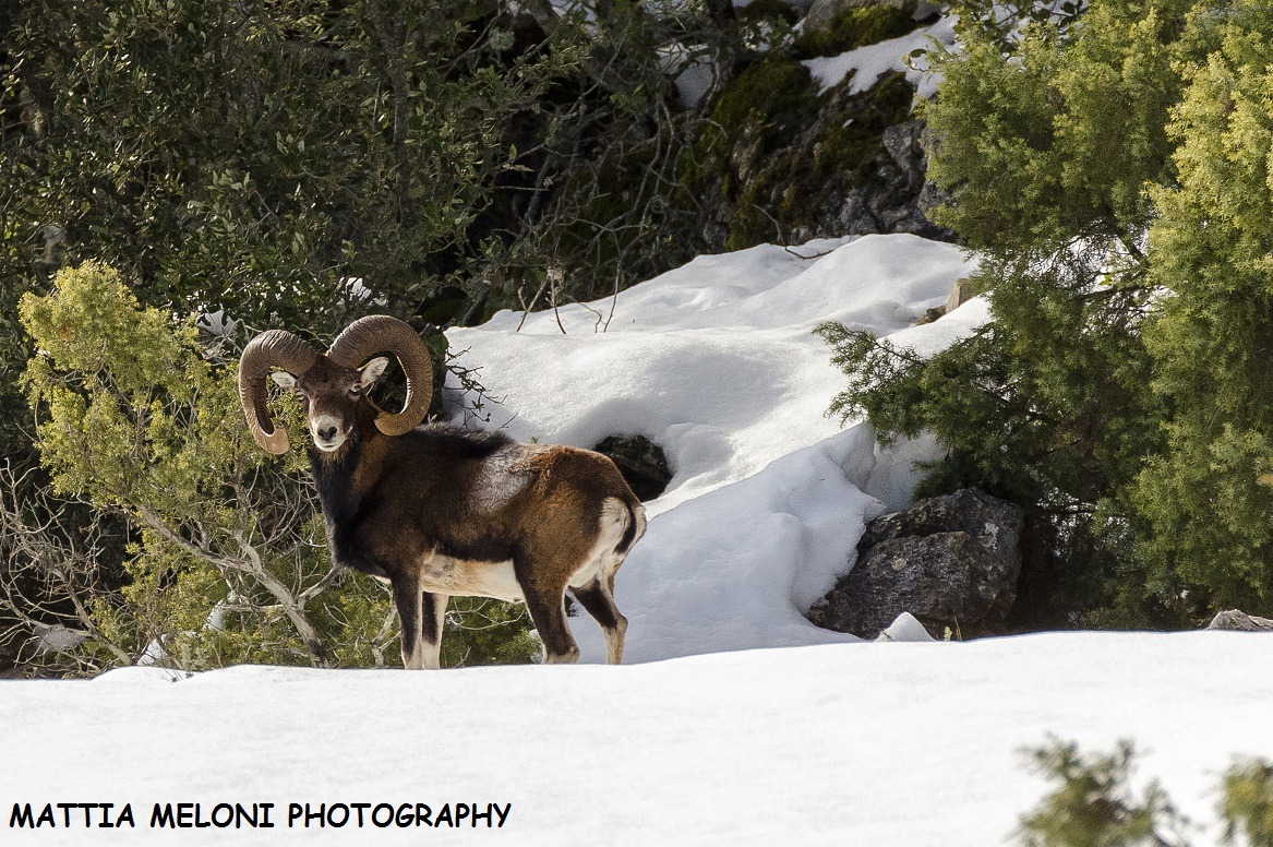 Muflone sardo - Ovis musimon