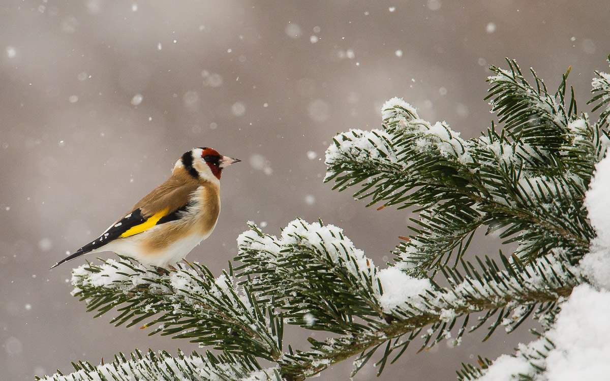 Cardellino invernale