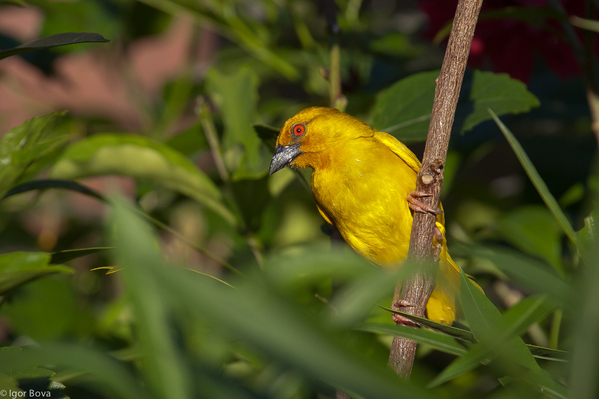 Tessitore sgargiante