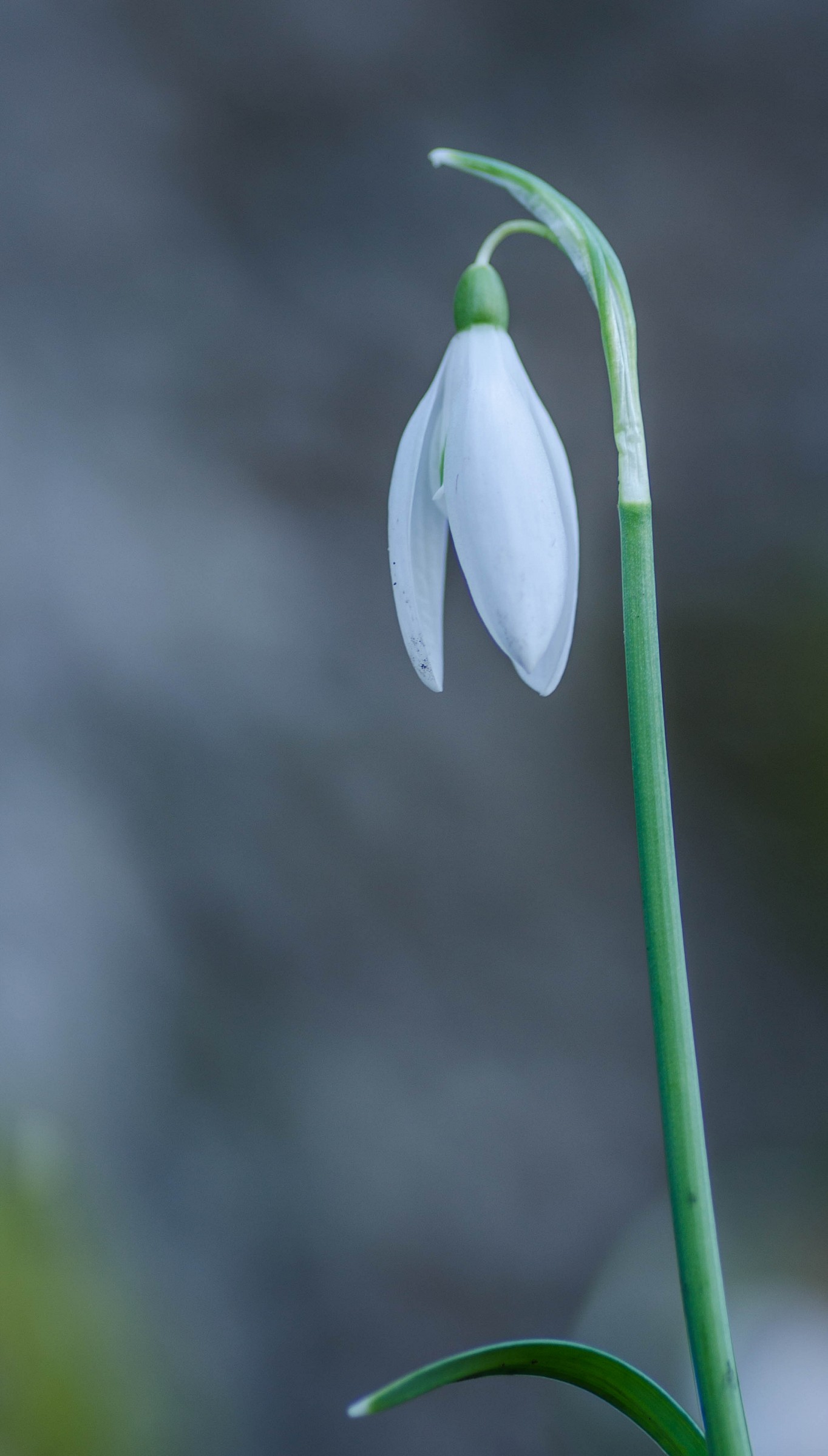 Snowdrop
