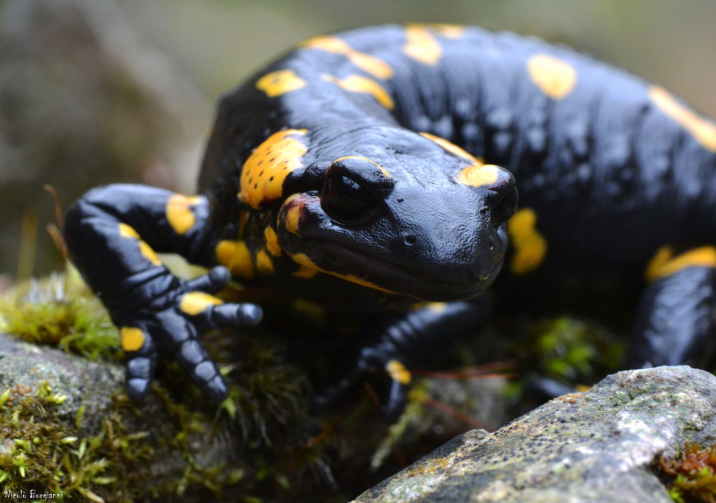 La bellezza del monte Olimpo