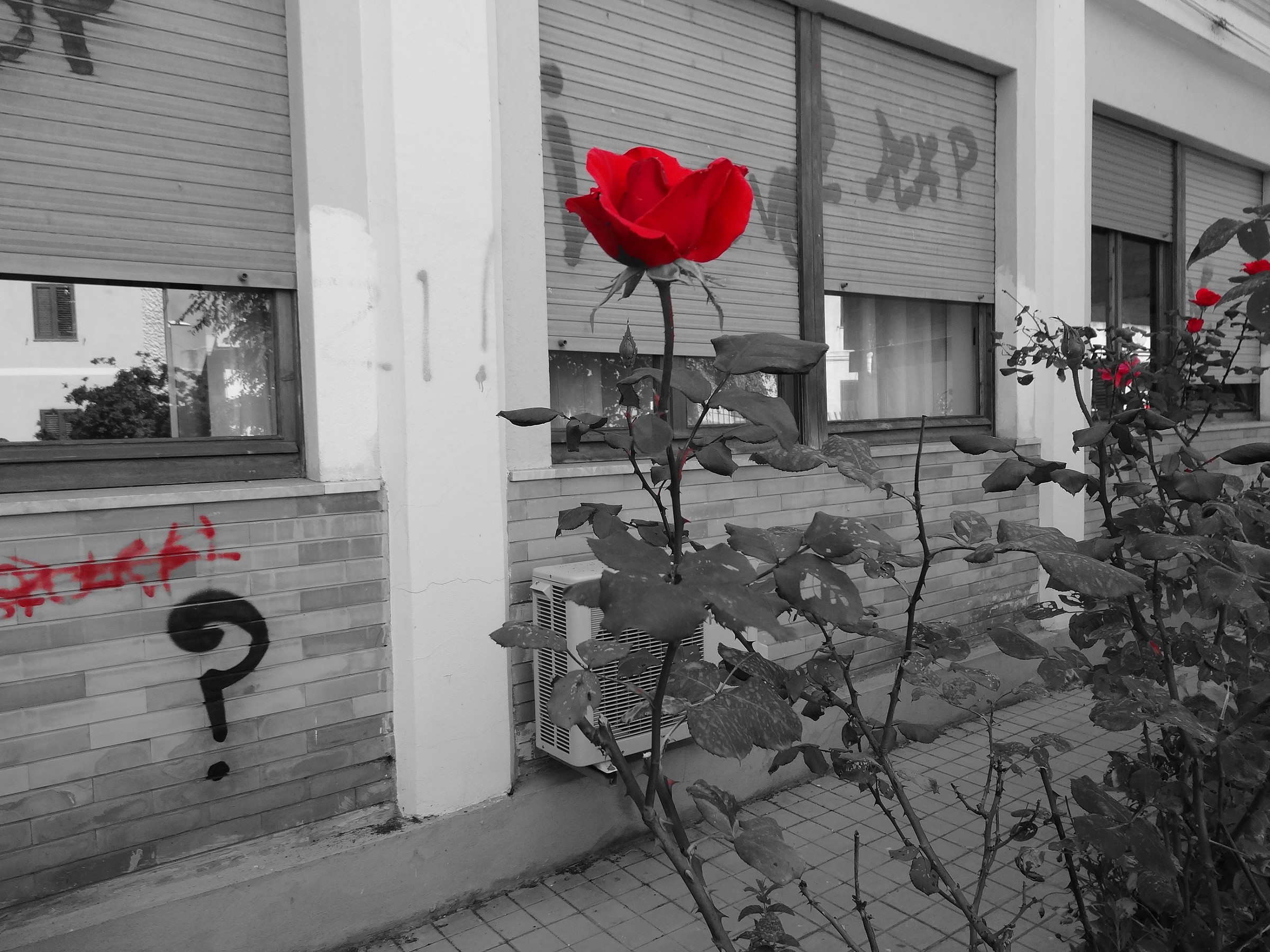 Rosa Rossa (sony hx20v funzione my colour rosso)