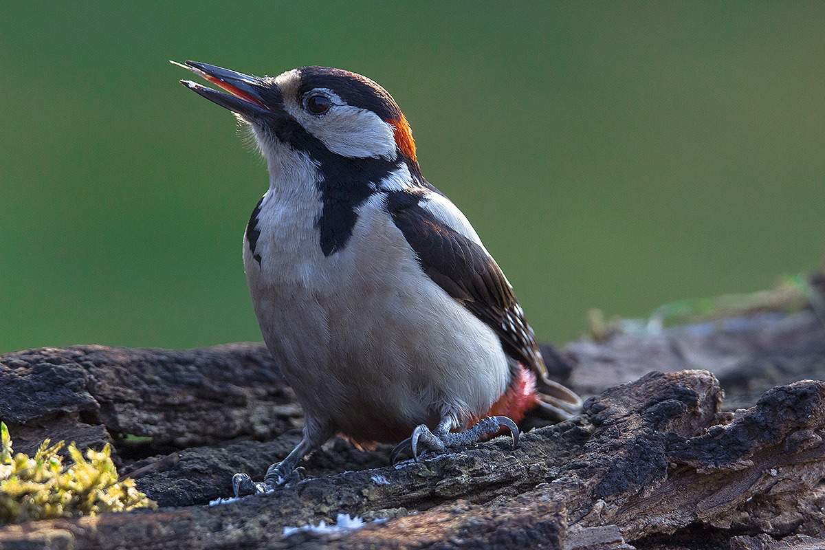 mi lecco i baffi, pardon il becco