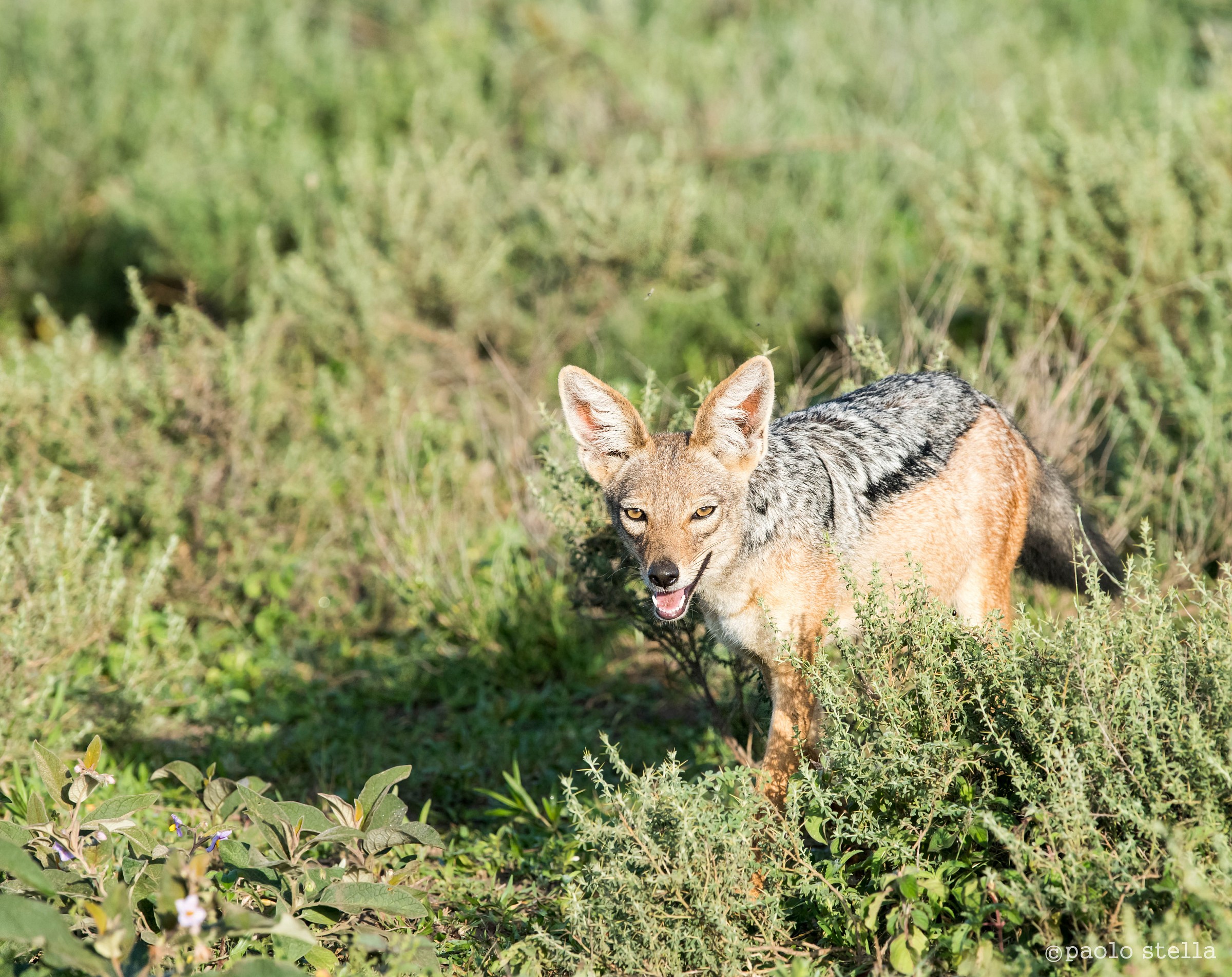 jackal from the mantle (Canis mesomelas)