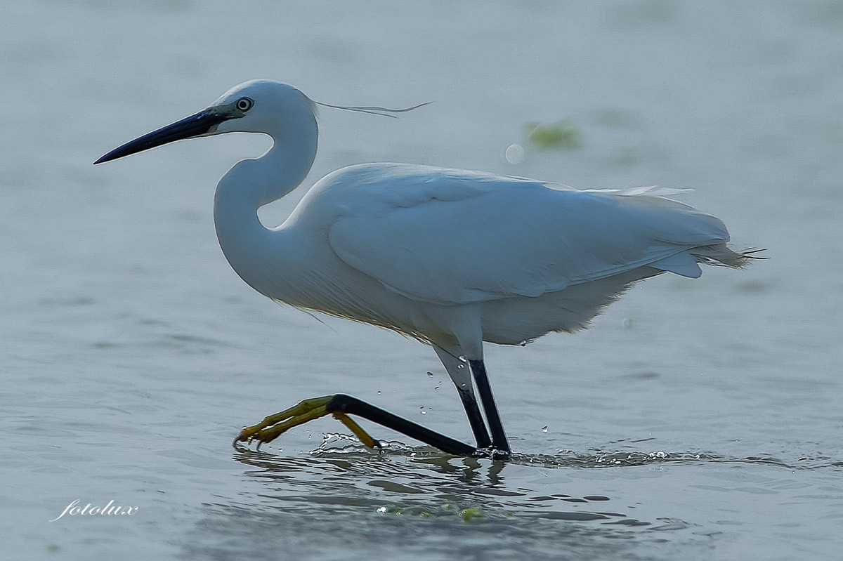 Garzetta / Delta del Po