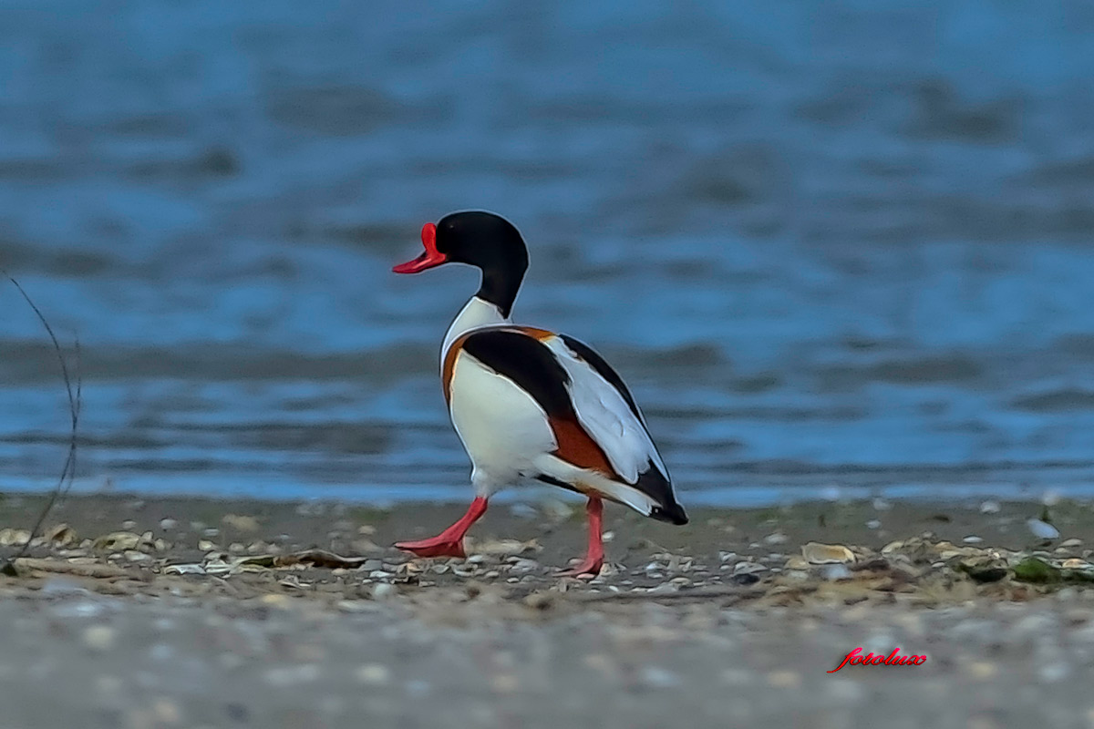 Volpoca / Delta del Po /2014