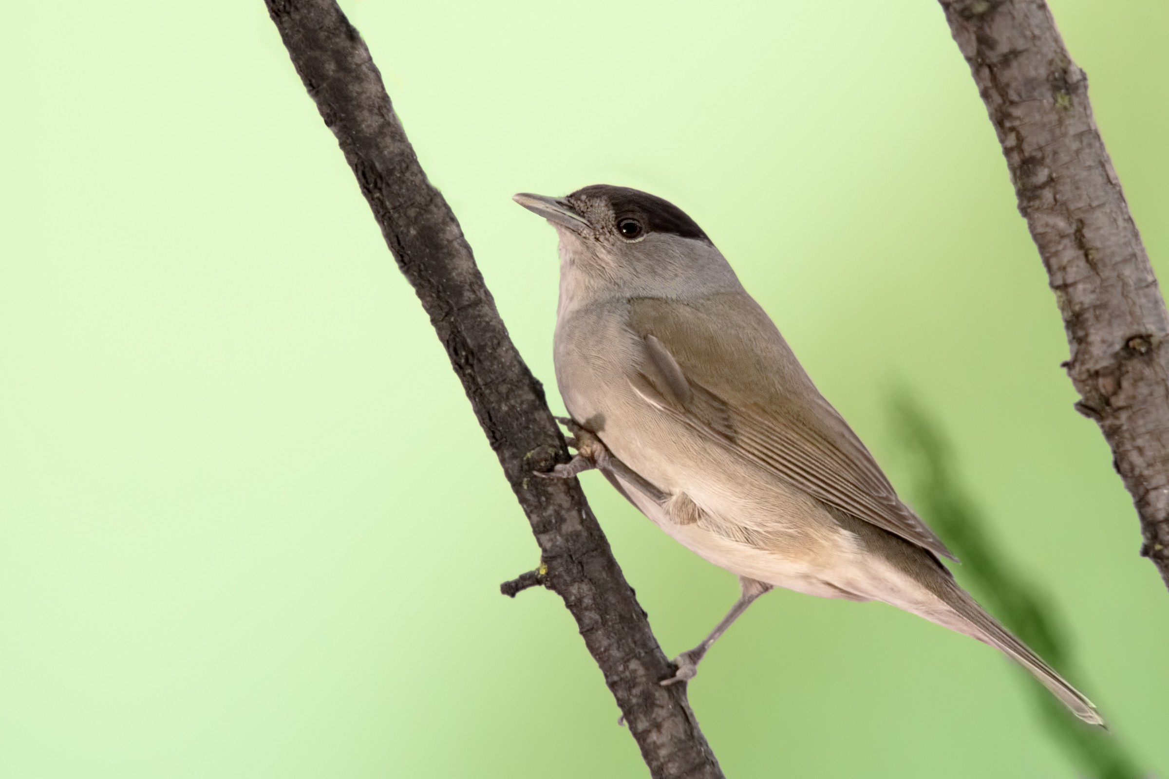 blackcap