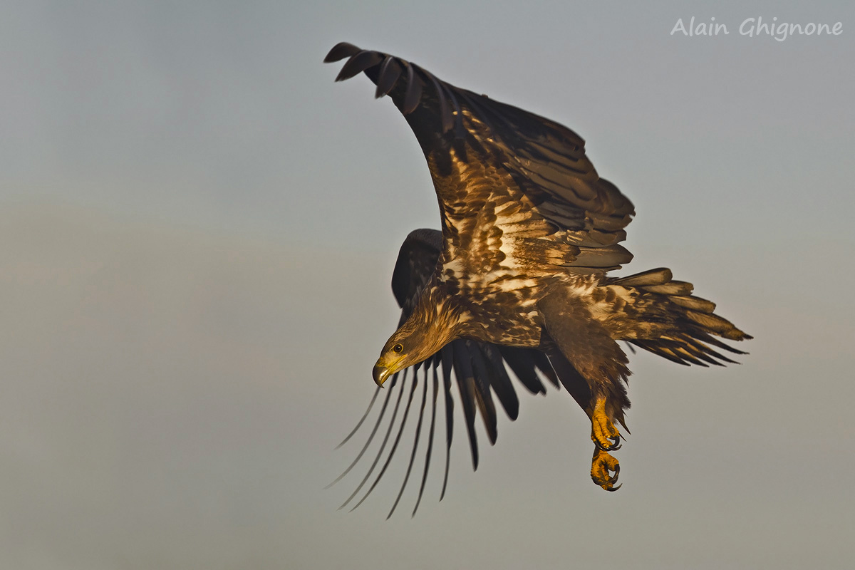 Haliaeetus albicilla prey sighted