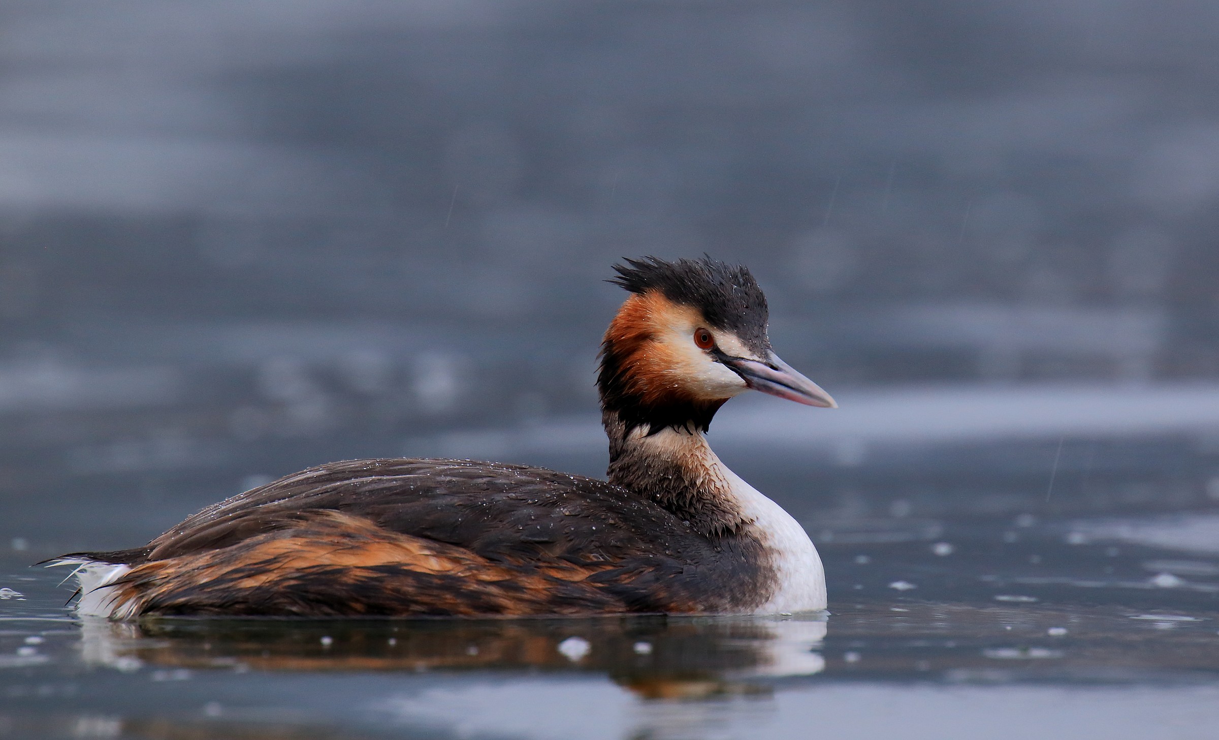 Svasso maggiore sotto la pioggia.