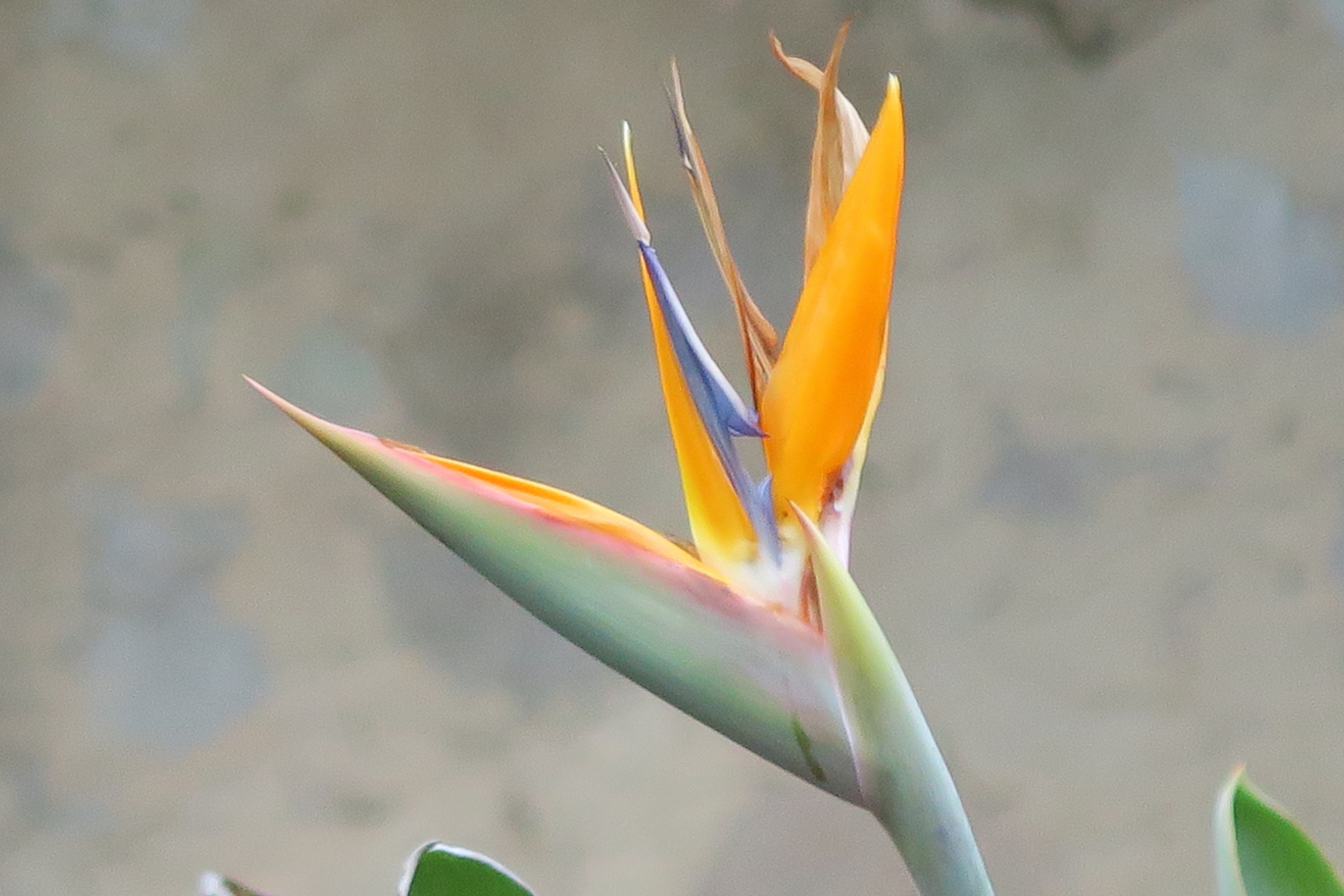 Sterlizia (Canon g7x)