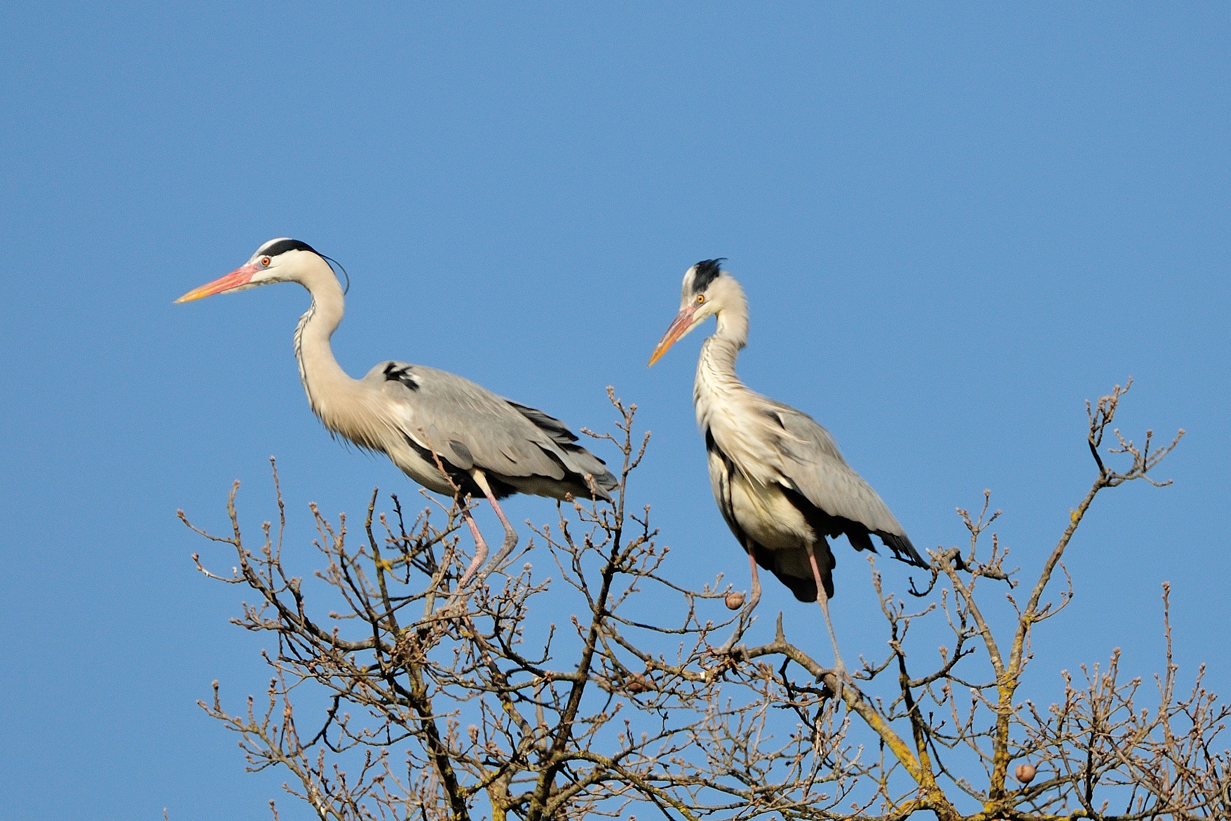 Preparation of the nest