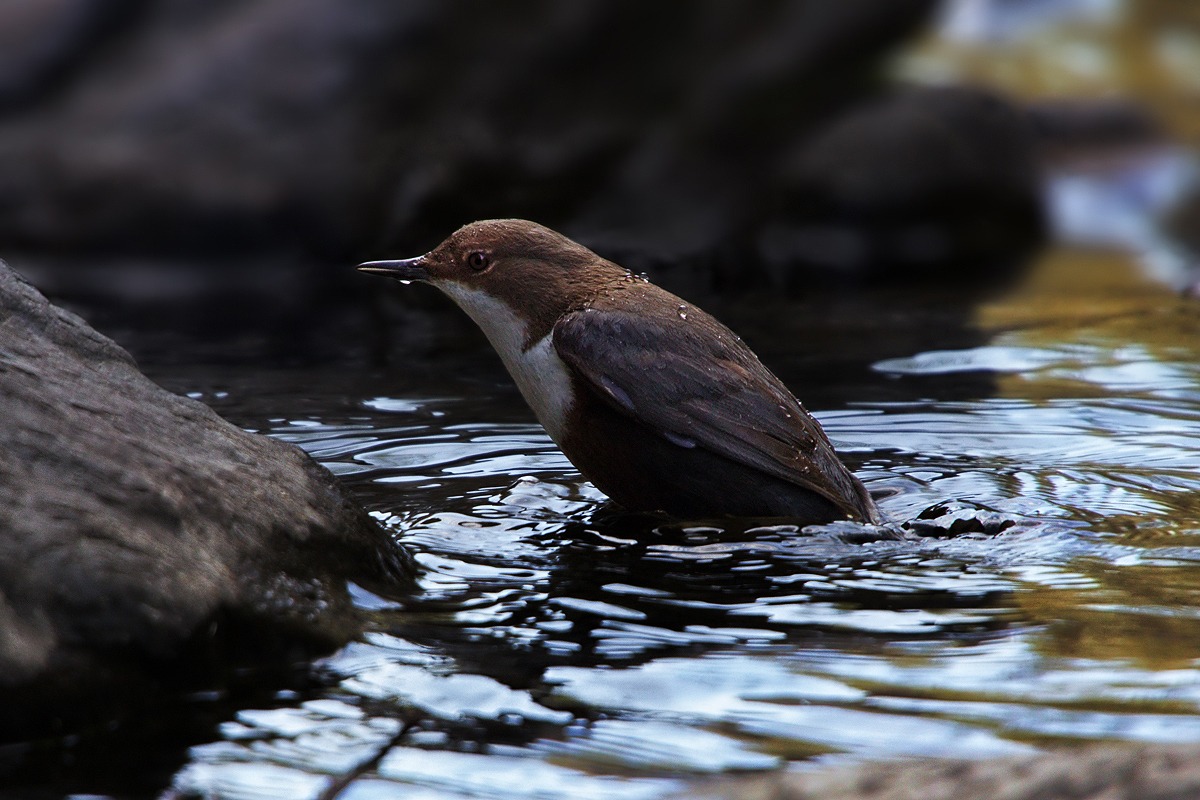 The last light of the day