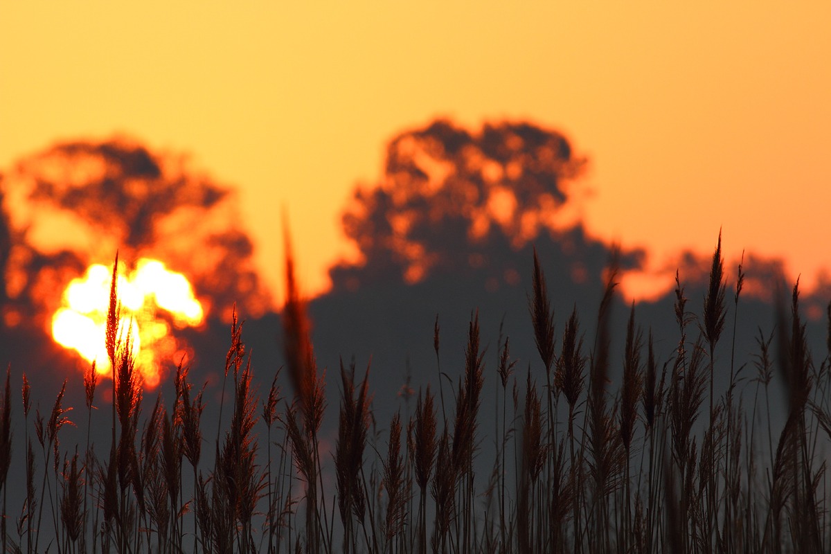 Sunrise in the swamp