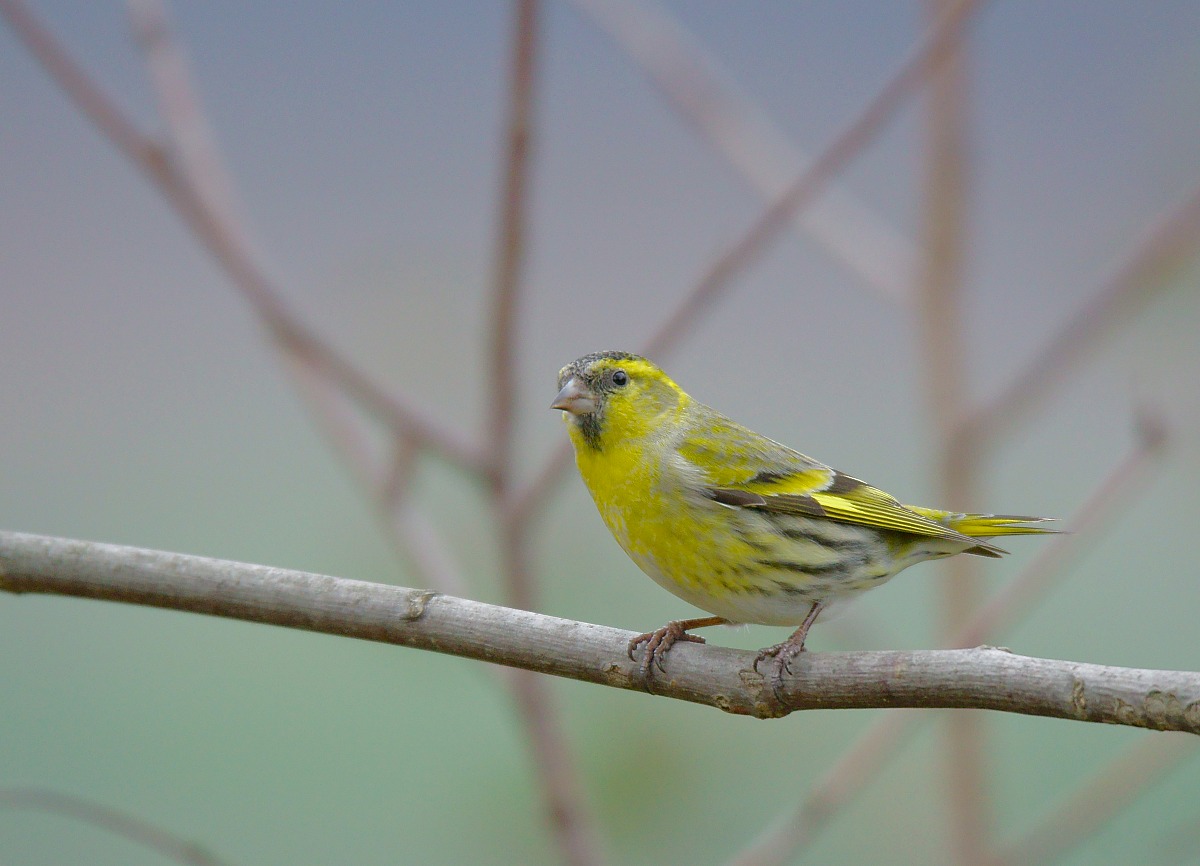 Siskin