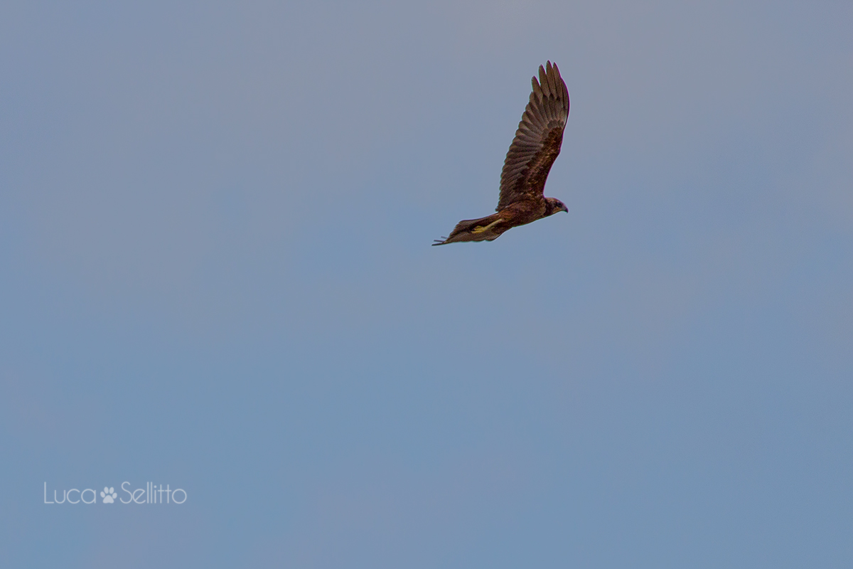 Marsh Harrier