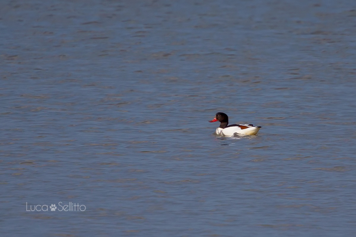 Shelduck