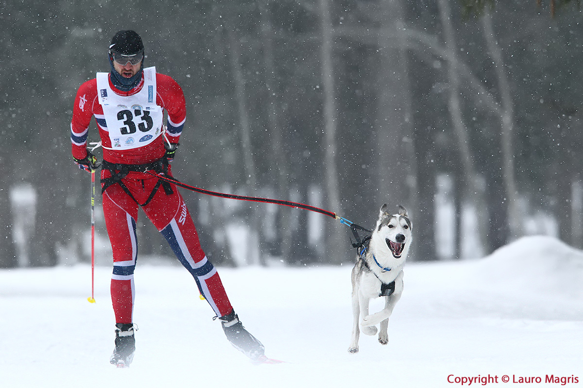 Skijoring