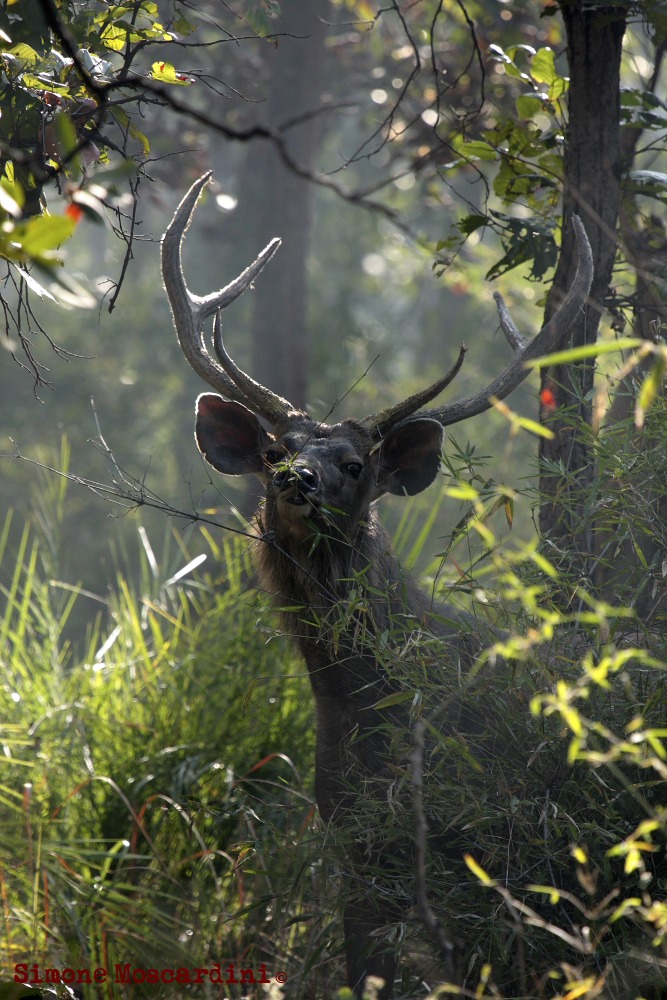 Sambar a Bandhavgarh